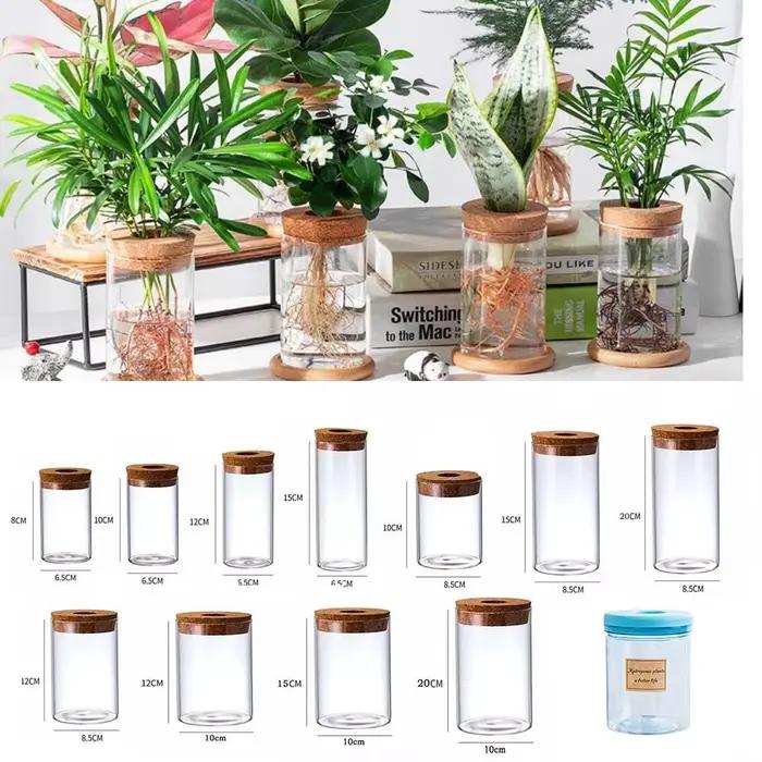 Pot de fleur hydroponique transparent, vase de plantation d'eau, conteneur paresseux, plantes britto