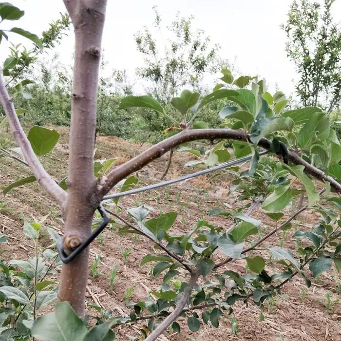 Support de Branches d'arbre fruitier, Support de plantes, épandeur de Branches de fruits, cadre de S