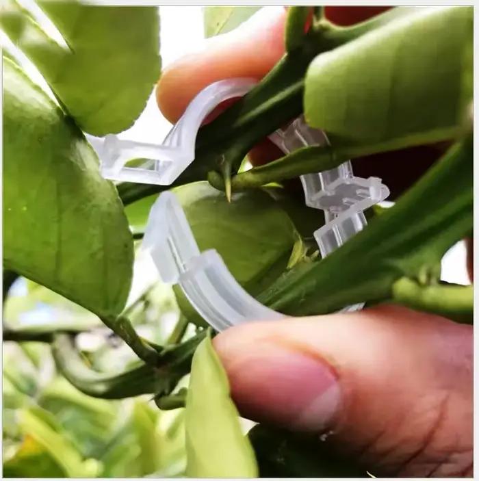 Clips de plantes réutilisables, 600-10x, supports de tige de vigne et de tomate, pinces de greffage,