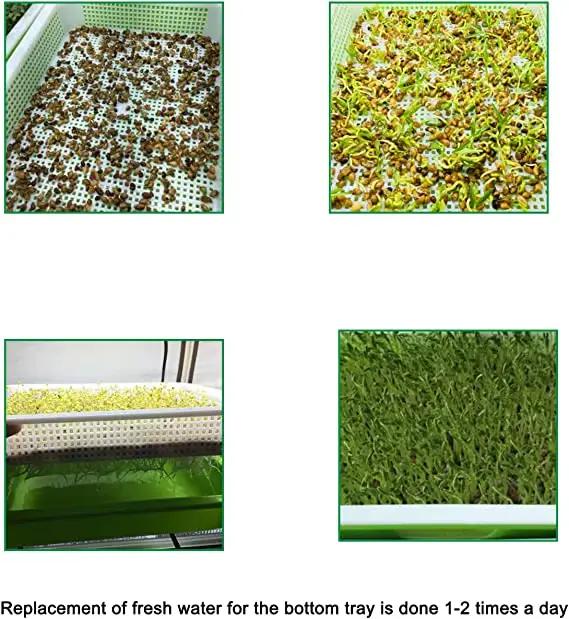 Plateau de germination plateau de germination des graines plateau de semis plantation de graines d'h