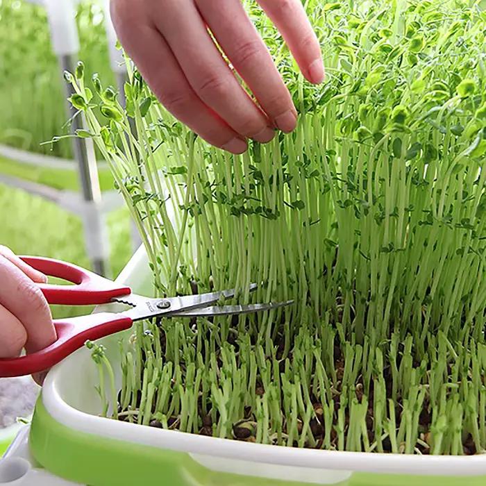 Plateau de germination plateau de germination des graines plateau de semis plantation de graines d'h