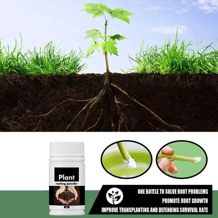 Poudre d'enracinement rapide pour plantes, stimuler la croissance des racines, faciliter la plantation et le transvasement, pour toutes sortes de plantes, d'intérieur et de jardin