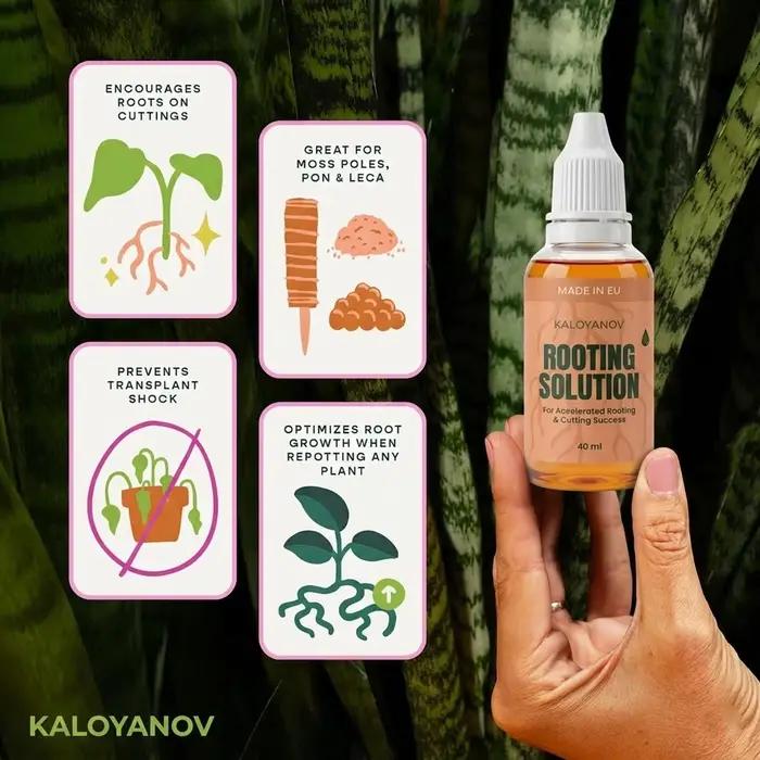 Root Drops Hormone d'enracinement liquide pour les boutures | Gouttes de propagation rapide pour tous les Pothos
