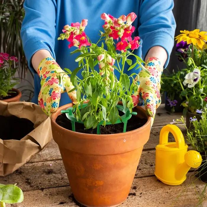 Anneaux d'irrigation pour plantes