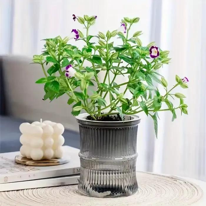 Pot de fleur hydroponique paresseux