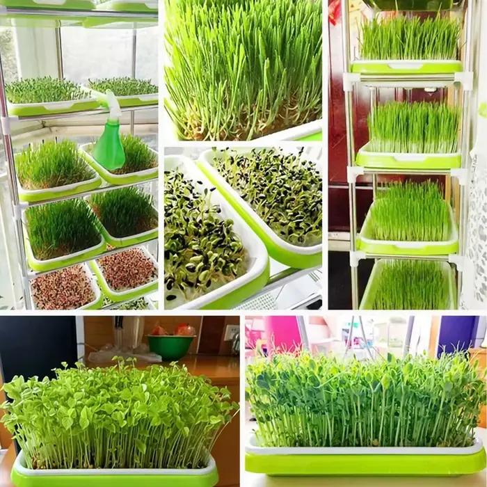 Microgreens plateau de germination hydroponique/plateau