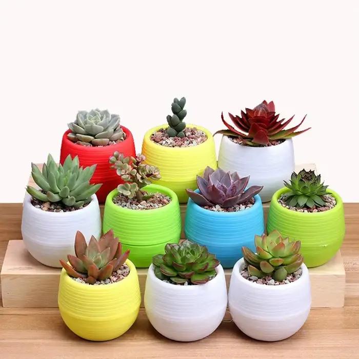 Mini Pots de fleurs pour plantes succulentes, 5/10/20 pièces, petites plantes, jardinières interchan
