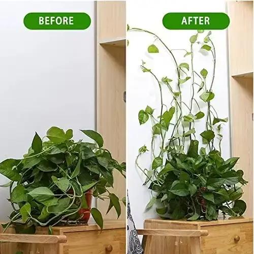 Plante grimpante auto-adhésive mur vignes outils fixation plante fixation murale Clips boucle fixe c