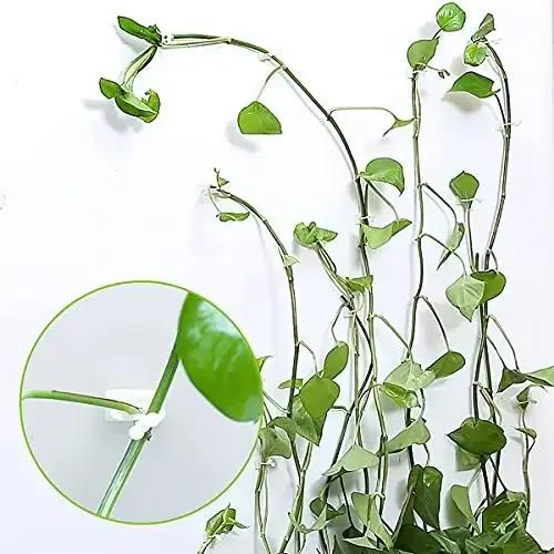 Plante grimpante auto-adhésive mur vignes outils fixation plante fixation murale Clips boucle fixe c