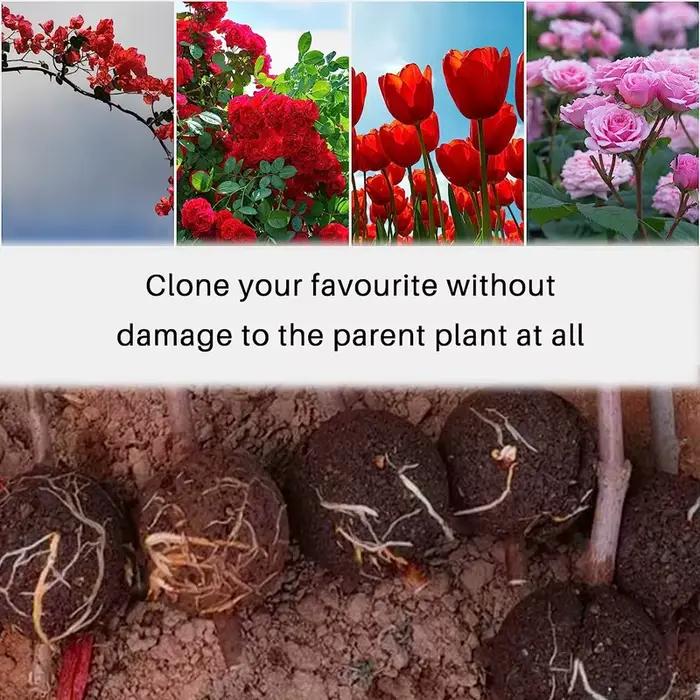 Boule d'enracinement de plantes, 3 pièces, boîte d'enracinement de greffage, mallette de reproductio
