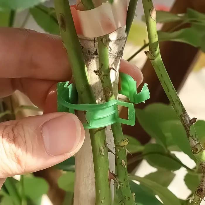 Clips de Support Réutilisables pour Plantes, Outils de Jardin, pour Tomate, Raisin, Vignes, Fruits,