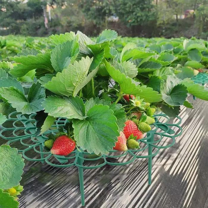 Support de cadre de Support de fraises, Support de plantation de balcon, Support de fruits, plantes,