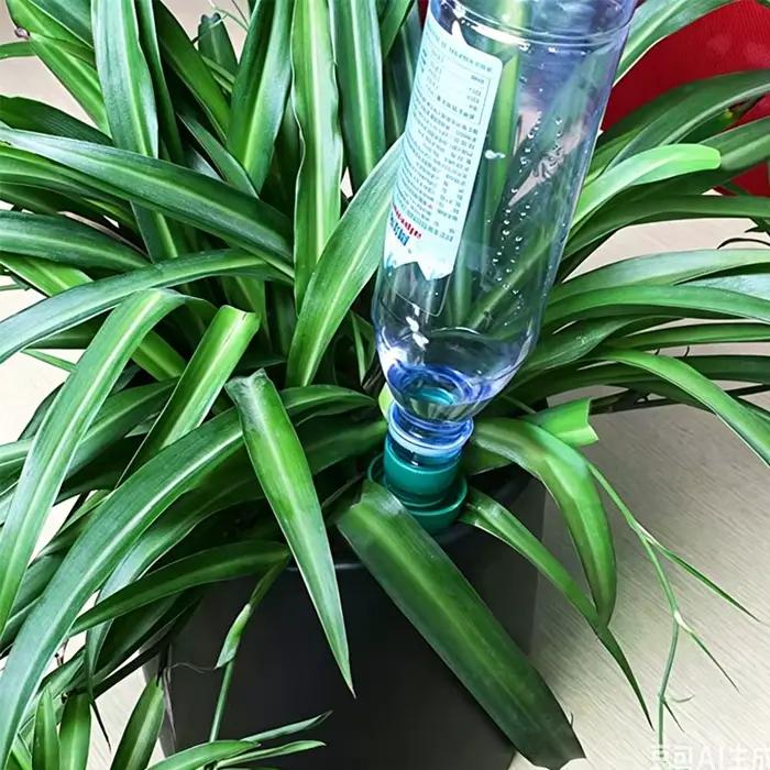 Dispositif d'arrosage automatique pour plantes