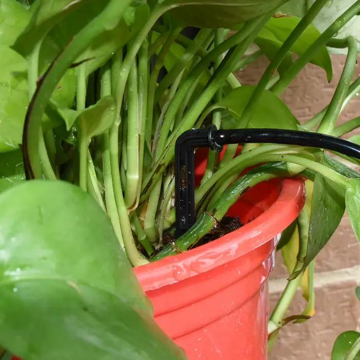 KESLA – système d'irrigation goutte-à-goutte à 4 voies