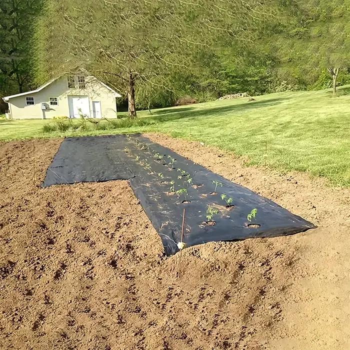 Toile de paillage noire avec trous de plantation