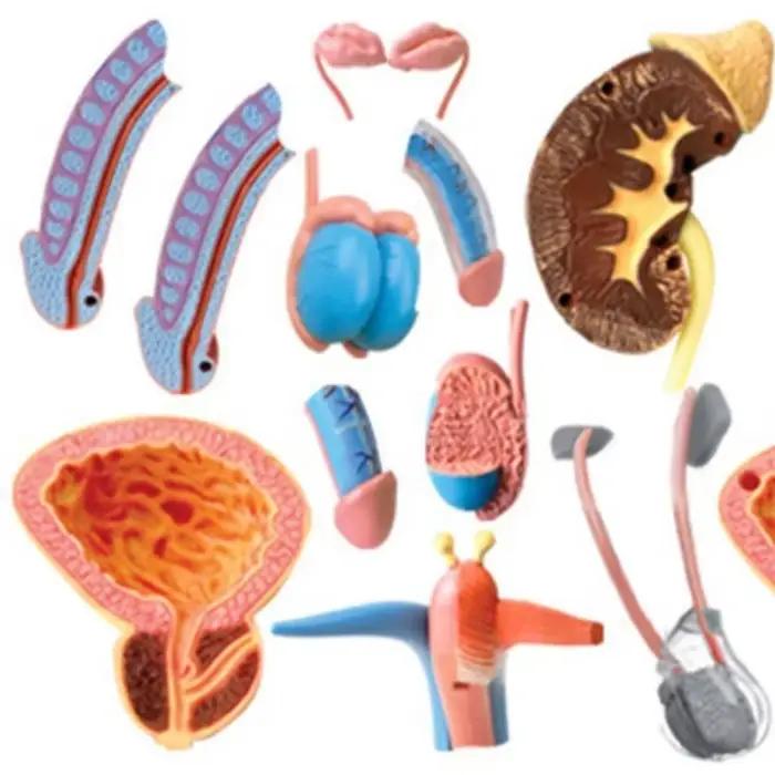 Système de reproduction masculin de luxe, anatomie humaine 4D, science médicale, modèle anatomique fuchsia, pénis, testicules, sperme