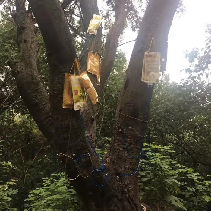 Tube d'infusion à aiguille suspendue pour grand arbre de 1000ML, sac d'arrosage de jardin, dispositi