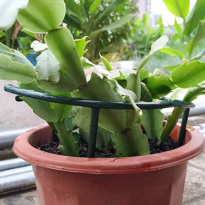 Support de plante en plastique, cadre de Pile, Arrangement de serre, tige fixe en demi-cercle, Suppo