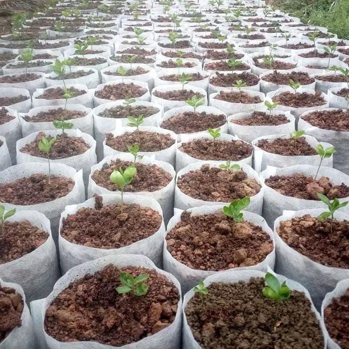 Pots de semis Non tissés biodégradables, 100 pièces, différentes tailles, sacs de plantation écologi